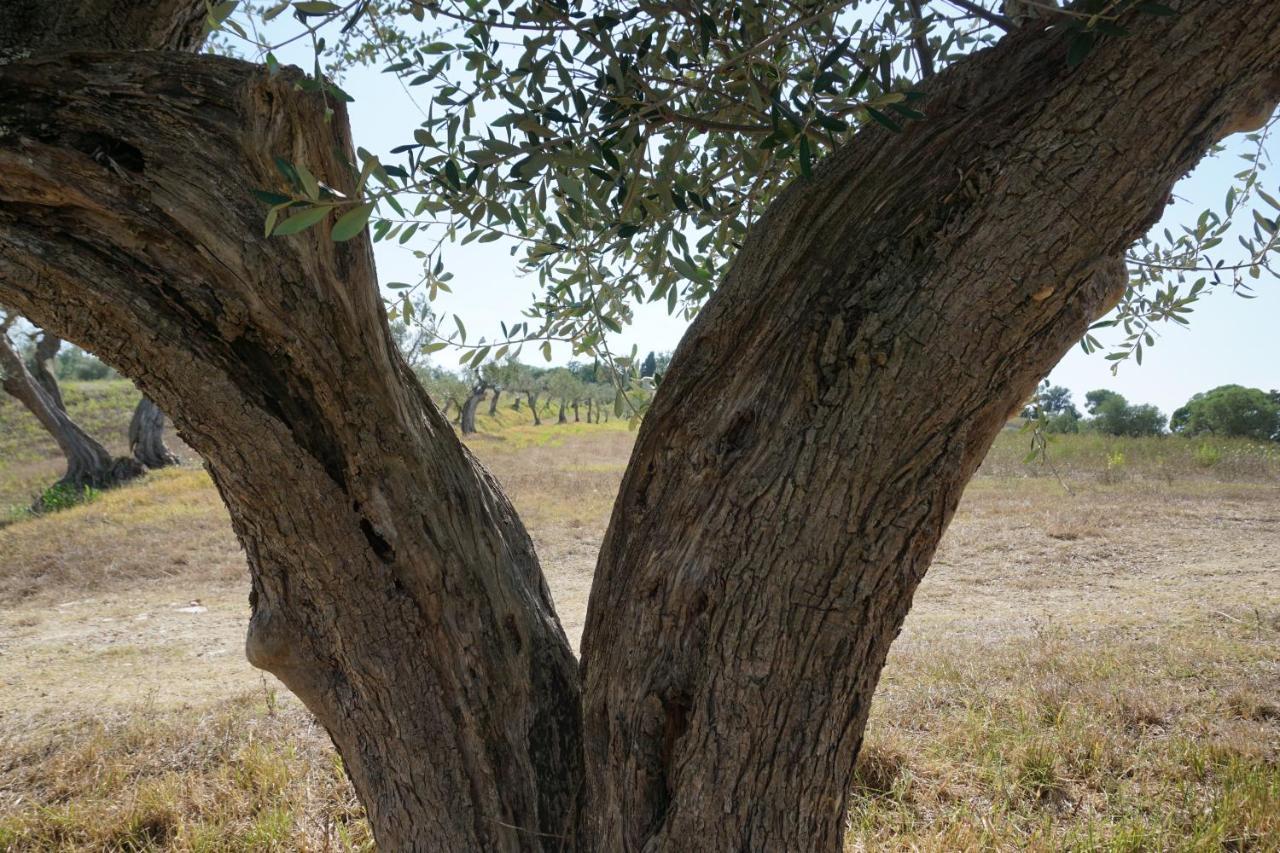 Agriturismo Cheloni Guasticce Dış mekan fotoğraf